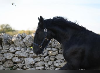 Murgese/caballo de las Murgues, Semental, 3 años, 162 cm, Negro