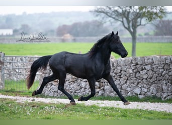 Murgese/caballo de las Murgues, Semental, 3 años, 162 cm, Negro