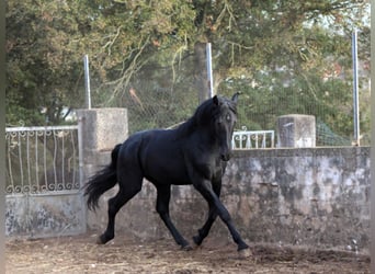 Murgese/caballo de las Murgues, Semental, 3 años, 163 cm, Negro