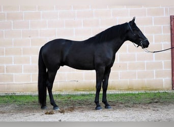 Murgese/caballo de las Murgues, Semental, 3 años, 163 cm, Negro