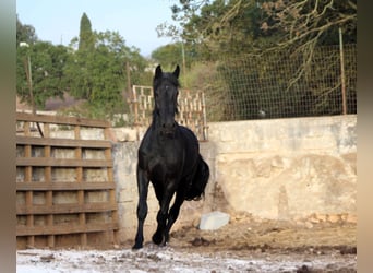 Murgese/caballo de las Murgues, Semental, 3 años, 163 cm, Negro