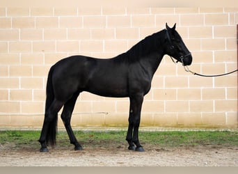 Murgese/caballo de las Murgues, Semental, 3 años, 163 cm, Negro