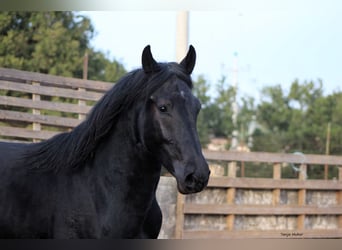 Murgese/caballo de las Murgues, Semental, 3 años, 163 cm, Negro