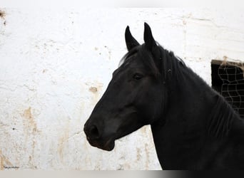 Murgese/caballo de las Murgues, Semental, 3 años, 163 cm, Negro