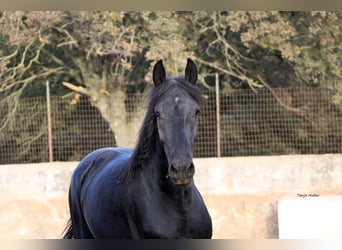 Murgese/caballo de las Murgues, Semental, 3 años, 163 cm, Negro