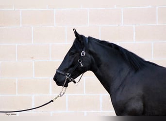 Murgese/caballo de las Murgues, Semental, 3 años, 163 cm, Negro