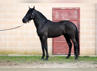 Murgese/caballo de las Murgues, Semental, 3 años, 163 cm, Negro