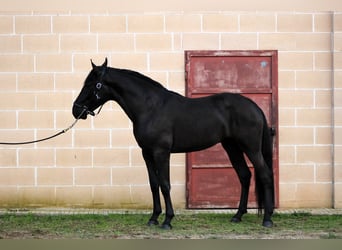 Murgese/caballo de las Murgues, Semental, 3 años, 163 cm, Negro