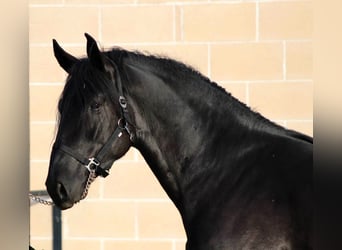 Murgese/caballo de las Murgues, Semental, 3 años, 165 cm, Negro