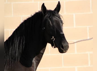 Murgese/caballo de las Murgues, Semental, 3 años, 165 cm, Negro