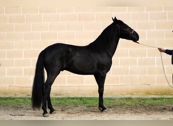 Murgese/caballo de las Murgues, Semental, 3 años, 165 cm, Negro