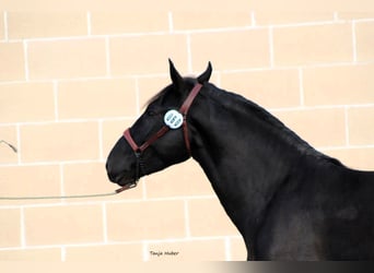 Murgese/caballo de las Murgues, Semental, 3 años, 165 cm, Negro