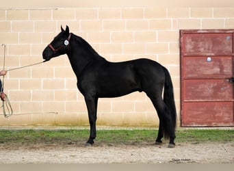 Murgese/caballo de las Murgues, Semental, 3 años, 165 cm, Negro