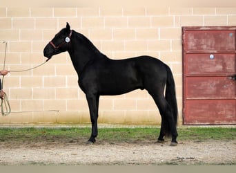 Murgese/caballo de las Murgues, Semental, 3 años, 165 cm, Negro