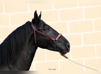 Murgese/caballo de las Murgues, Semental, 3 años, 165 cm, Negro