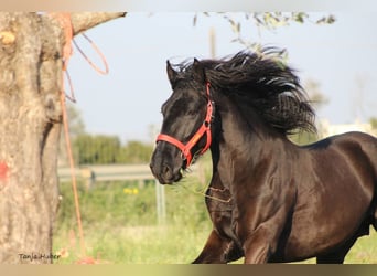 Murgese/caballo de las Murgues, Semental, 3 años, 165 cm, Negro