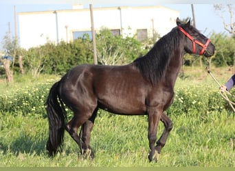 Murgese/caballo de las Murgues, Semental, 3 años, 165 cm, Negro