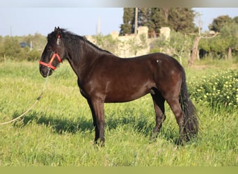 Murgese/caballo de las Murgues, Semental, 3 años, 165 cm, Negro