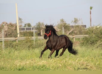 Murgese/caballo de las Murgues, Semental, 3 años, 165 cm, Negro