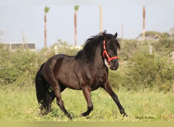 Murgese/caballo de las Murgues, Semental, 3 años, 165 cm, Negro