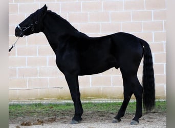 Murgese/caballo de las Murgues, Semental, 3 años, 168 cm, Negro