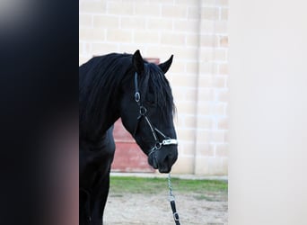 Murgese/caballo de las Murgues, Semental, 3 años, 168 cm, Negro