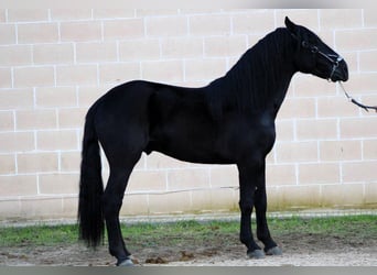 Murgese/caballo de las Murgues, Semental, 3 años, 168 cm, Negro