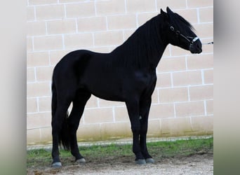 Murgese/caballo de las Murgues, Semental, 3 años, 168 cm, Negro