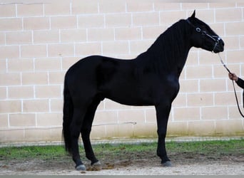 Murgese/caballo de las Murgues, Semental, 3 años, 168 cm, Negro