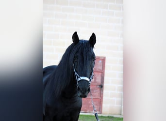 Murgese/caballo de las Murgues, Semental, 3 años, 168 cm, Negro