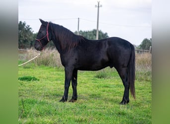 Murgese/caballo de las Murgues, Semental, 4 años, 155 cm, Negro