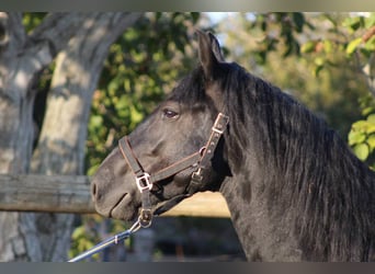 Murgese/caballo de las Murgues, Semental, 4 años, 160 cm, Negro