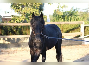Murgese/caballo de las Murgues, Semental, 4 años, 160 cm, Negro