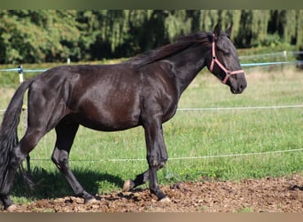 Murgese/caballo de las Murgues, Semental, 4 años, 162 cm, Negro