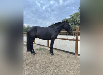 Murgese/caballo de las Murgues, Semental, 8 años, 153 cm, Negro