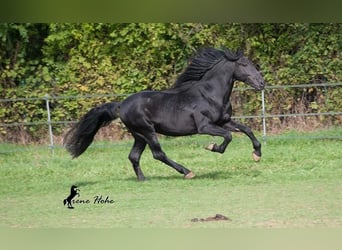 Murgese/caballo de las Murgues, Semental, 14 años, 173 cm, Negro