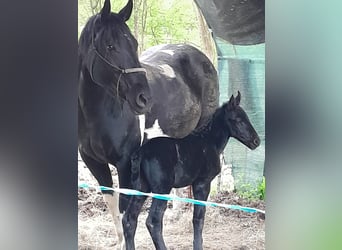 Murgese/caballo de las Murgues Mestizo, Semental, Potro (05/2024), 120 cm, Negro