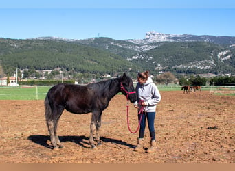 Murgese/caballo de las Murgues, Yegua, 1 año, 165 cm, Negro