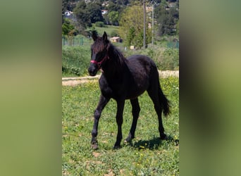Murgese/caballo de las Murgues, Yegua, 1 año, 165 cm, Negro