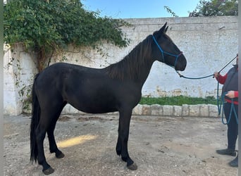 Murgese/caballo de las Murgues, Yegua, 2 años, 155 cm, Negro