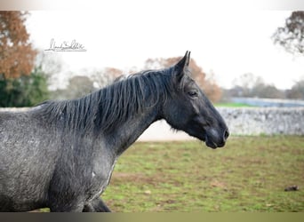 Murgese/caballo de las Murgues, Yegua, 3 años, 155 cm, Ruano azulado