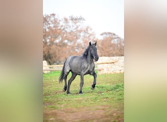 Murgese/caballo de las Murgues, Yegua, 3 años, 155 cm, Ruano azulado