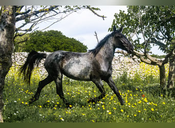 Murgese/caballo de las Murgues, Yegua, 3 años, 155 cm, Ruano azulado