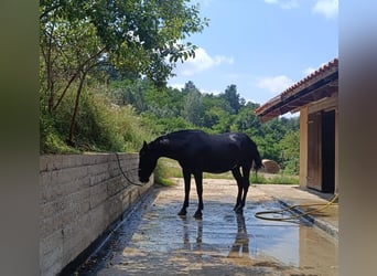 Murgese/caballo de las Murgues, Yegua, 8 años, 160 cm, Negro