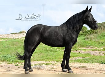 Murgese/caballo de las Murgues, Yegua, 9 años, 175 cm, Morcillo