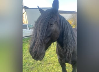 Murgese, Castrone, 10 Anni, 158 cm, Morello