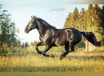 Murgese, Castrone, 10 Anni, 165 cm, Morello