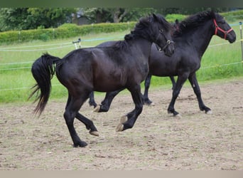 Murgese, Castrone, 2 Anni, 165 cm, Morello