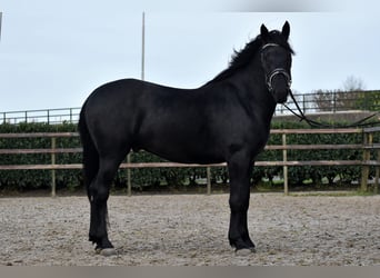 Murgese, Castrone, 3 Anni, 158 cm, Morello