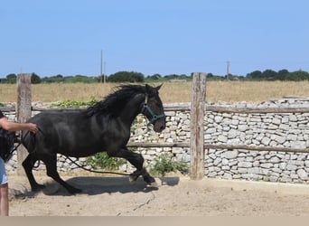 Murgese, Castrone, 3 Anni, 160 cm, Morello